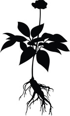 Ginseng silhouette design vector template. Ginseng root on white background with flower