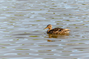A lone duck swims on calm water. The scene depicts peaceful nature with light reflections on the...