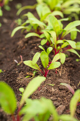 Beet seedlings with garden. Beet plants in rows in raised bed.