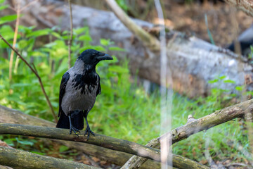 A lone hooded crow sits on a branch in the forest. The background is blurred, with fresh greenery and tree trunks. A moment of tranquility in a natural setting.