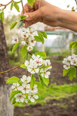 Beautiful pear tree flowers on branch in spring. Close-up of white inflorescences of pear tree.