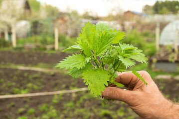 man holds nettle plant in his hand. Burns on body from nettle dioecious