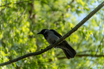 A single hooded crow sits on a branch in a bright spring forest. The green foliage in the background is blurred, and the lighting is friendly and vibrant.