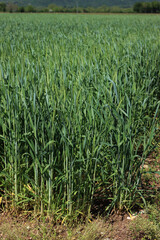 Green wheat plants growing in the field. Close-up of wheat cultivation in northern Italy 