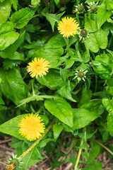 Dandelion weeds grow in the garden and on city streets.