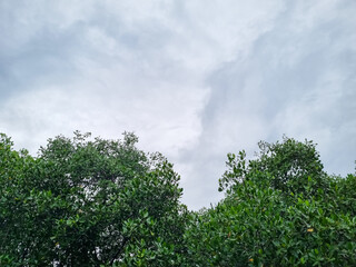 Background view of cloudy sky with mangrove trees copy space in Indonesia