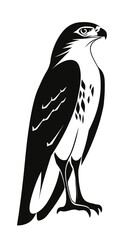 Fototapeta premium Black and white vector illustration of a hawk bird standing side view minimalist flat design animal silhouette sharp beak and claws detailed feathers