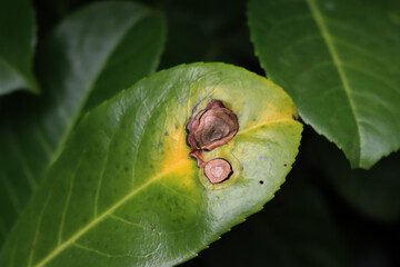 Close-up of dry and yellow spots on cherry laurel leaves on hedge. Downy mildew on Prunus...