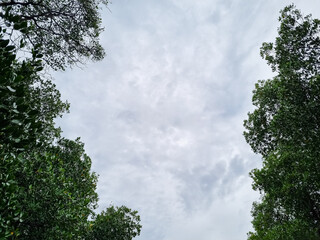 Background view of cloudy sky with mangrove trees copy space in Indonesia