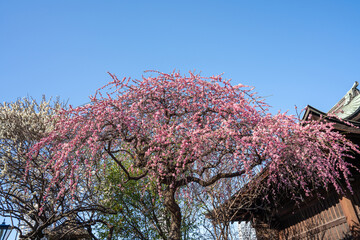Close-up view of blooming pink plum blossoms against a bright sky during spring in Japan. The soft...