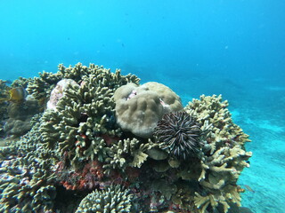 Feather star sitting on a patch of coral