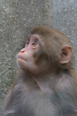 Closeup of   (Macaca fuscata) a baby Japanese macaque