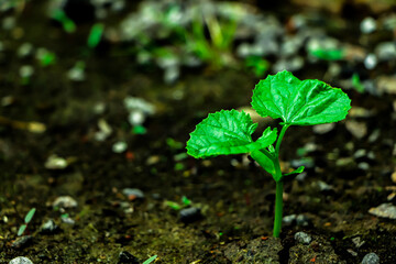 Young plant growth from spouts on black soil against shiny sun rays on background