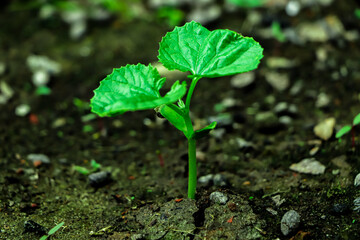 small green plant is growing in the dirt. The plant is small and has a lot of leaves
