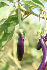Fresh long purple brinjal (eggplant) hanging on the plant, brinjal in the vegetable field waiting to be picked for consumption. brinjal hanging on the brinjal plant. Fresh vegetable, healthy vegetable
