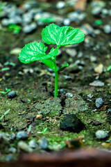 Green sprout growing from seed in organic soil