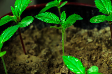 Green sprout growing from seed in organic soil