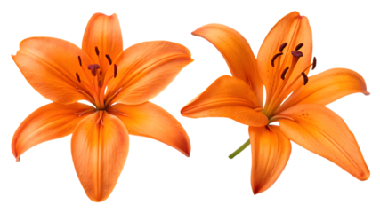 Two orange lily flowers isolated on transparent PNG background
