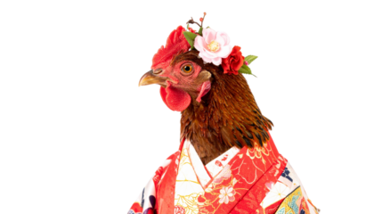Elegant Hen in Kimono with Flower Crown isolated on solid white background 