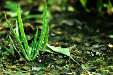Growth tree young plant Natural green background
