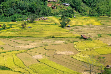 The viewpoint of the terraced rice fields of Bo Kluea, Nan Province during the rice harvest season...