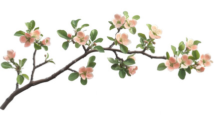 Delicate peach blossoms on a branch with PNG transparent background, perfect for adding a touch of spring to your designs