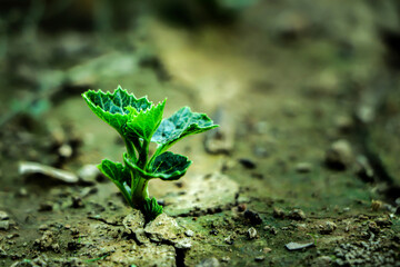 Earth day concept. Renewable energy for future. Sustainable resources. Plant management or environment symbol. Clean energy growing up.