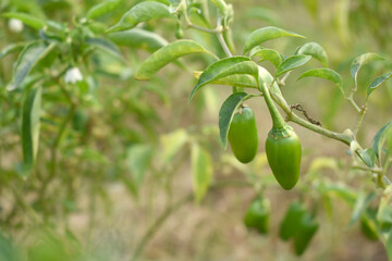 fresh green chili on plant closeup, chili plants in organic farming, Chilies closeup in field, Green chili plant in a farmer's field, Ripe green chili on a plant in Chakwal, Punjab, Pakistan