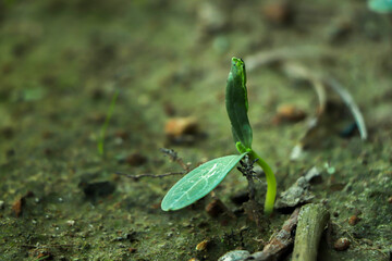 Earth day concept. Renewable energy for future. Sustainable resources. Plant management or environment symbol. Clean energy growing up.