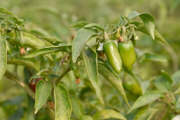 fresh green chili on plant closeup, chili plants in organic farming, Chilies closeup in field, Green chili plant in a farmer's field, Ripe green chili on a plant in Chakwal, Punjab, Pakistan