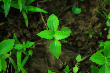 Earth day concept. Renewable energy for future. Sustainable resources. Plant management or environment symbol. Clean energy growing up.