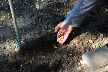 Farmer’s hand planting French bean seeds in the ground near a plastic grid in the vegetable garden 