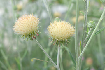 A blooming Creeping Thistle plant, Creeping thistles flower at the meadow. wild flower bloom, thistle in seed, natural flower, creeping thistle flower closeup, Closeup of fluffy creeping thistles seed