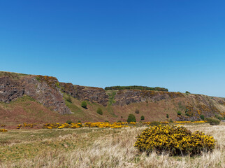 Flowering Gorse or Ulex europaeus bushes dot the landscape beind the beach at St Cyrus, overlooked by the dramatic Volcanic Cliffs.