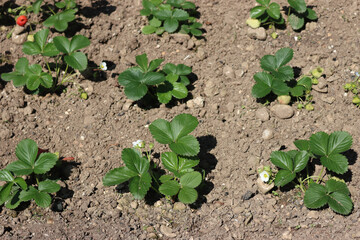 Strawberry plants with green unripe fruits and green leaves in the field on a sunny day. Fragaria 