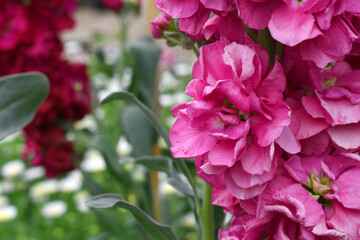 Pink Hoary Stock, Pink Hoary Stock or Matthiola Incana is a member of the Brassicaceae family of flowering plants. It's also commonly known as Brompton Stock, Common Stock, Pink flower in garden