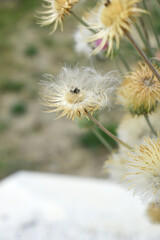 A blooming Creeping Thistle plant, Creeping thistles flower at the meadow. wild flower bloom, thistle in seed, natural flower, creeping thistle flower closeup, Closeup of fluffy creeping thistles seed