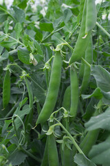 Green peas grow in the garden Beautiful close up of green fresh peas and pea pods. Healthy food,...