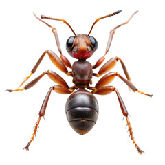 Fototapeta premium ant isolated on white