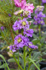 Purple Hoary Stock, Purple Hoary Stock or Matthiola Incana is a member of the Brassicaceae family of flowering plants. It's also commonly known as Brompton Stock, Common Stock, Purple flower in garden