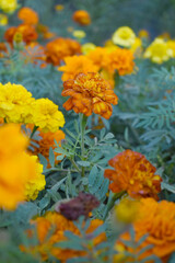 Orange french marigold flower blossom in garden, Orange french Mari Gold flowers for decorate garden, Close up of beautiful small marigold flower in garden. Marigold flowers bloom in nature