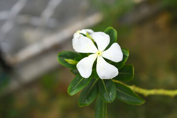Close-up view of White madagascar periwinkle, The scientific name is Catharanthus roseus, White...