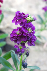 Obraz premium Purple Hoary Stock, Purple Hoary Stock or Matthiola Incana is a member of the Brassicaceae family of flowering plants. It's also commonly known as Brompton Stock, Common Stock, Purple flower in garden