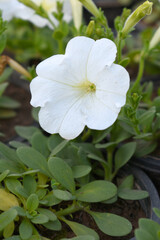 White petunias in the garden, Petunia, Close up of white Petunia flower in the garden, Petunia flower and blurred background, Background of white petunia flowers, spring flower Closeup.