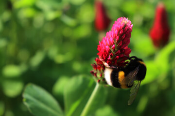 Bumble bee on crimson clover  flower in the field. Bombus in a Trifolium incarnatum field 