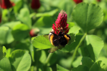 Bumble bee on crimson clover  flower in the field. Bombus in a Trifolium incarnatum field 