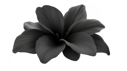 Elegant monochromatic flower illustration with a PNG transparent background