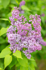 Spring background with blooming Lilac Flowers