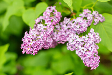 Obraz premium Spring background with blooming Lilac Flowers