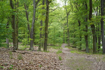 Waldweg im Revier Wannsee an der Havel im Frühling